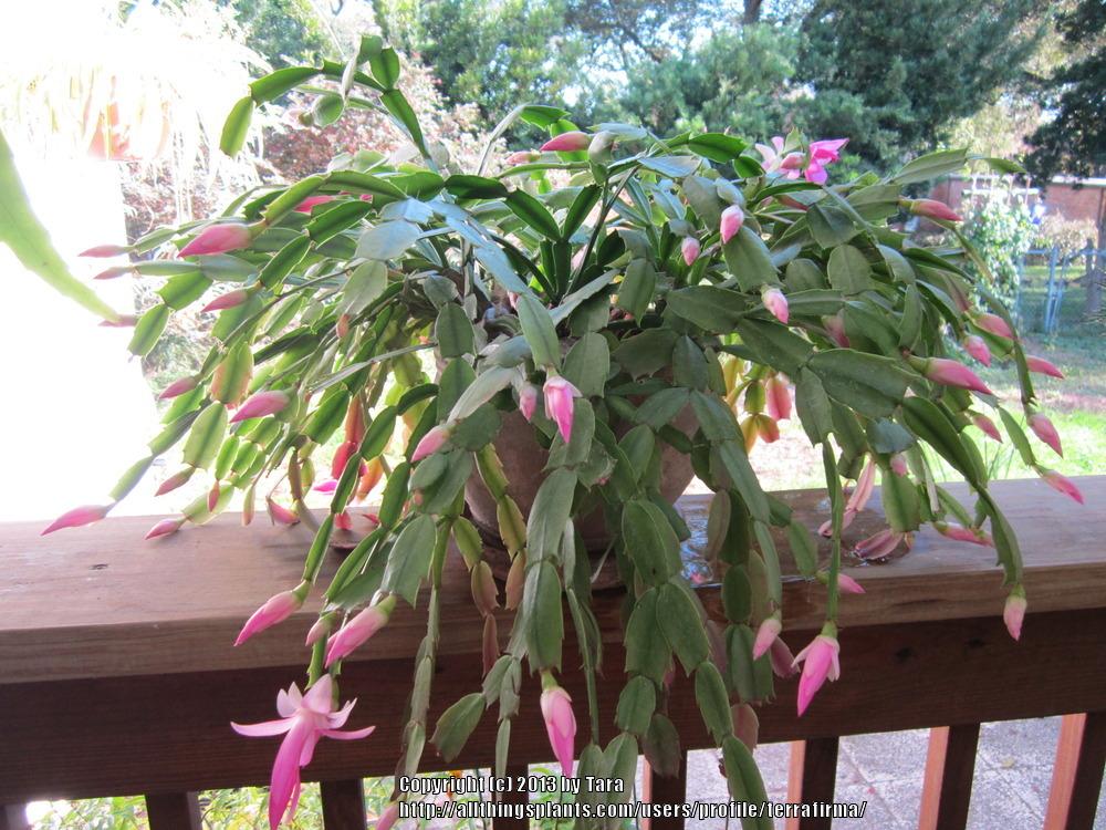 Photo of Christmas Cactus (Schlumbergera truncata) uploaded by terrafirma