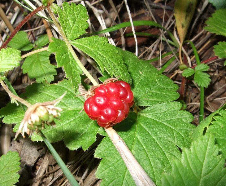 Photo of Arctic Raspberry (Rubus arcticus) uploaded by robertduval14