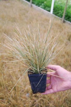 Photo of Tufted Hair Grass (Deschampsia cespitosa 'Northern Lights') uploaded by vic