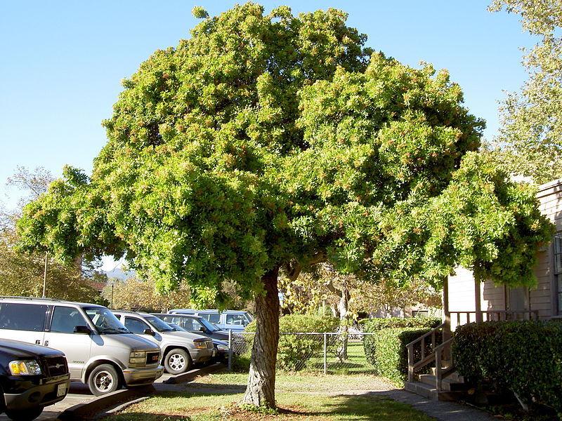 Photo of Brazilian Pepper Tree (Schinus terebinthifolia) uploaded by robertduval14