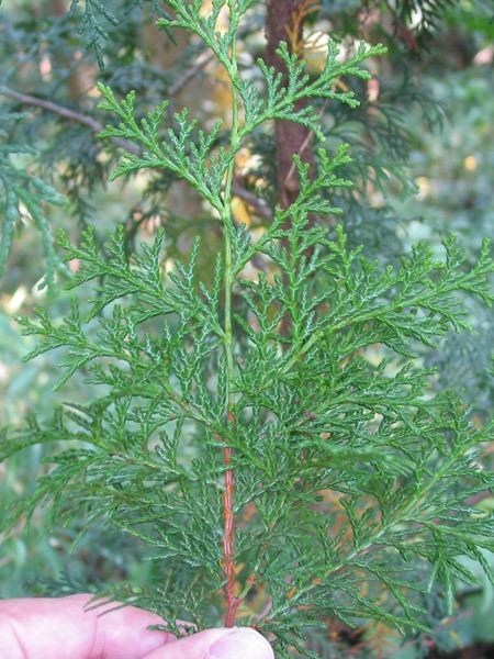 Photo of Hinoki Cypress (Chamaecyparis obtusa) uploaded by SongofJoy