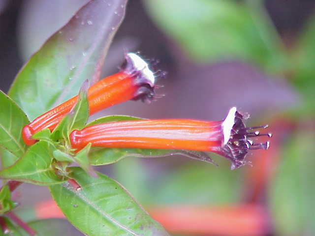 Photo of Firecracker Plant (Cuphea ignea) uploaded by SongofJoy