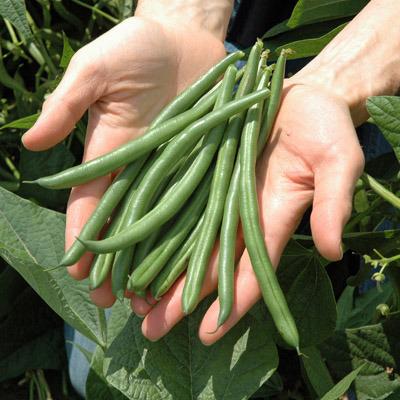 Photo of Bush Bean (Phaseolus vulgaris 'Barron') uploaded by vic