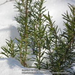 Location: A close look at the foliage in the snow.
Date: 2013-01-02