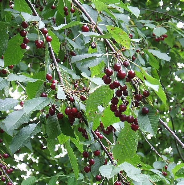 Photo of Sweet Cherries (Prunus avium) uploaded by robertduval14