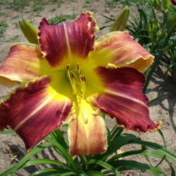 Location: Dreamy Daylilies - Chatham-Kent, Ontario   5b
Date: 2013-07-03