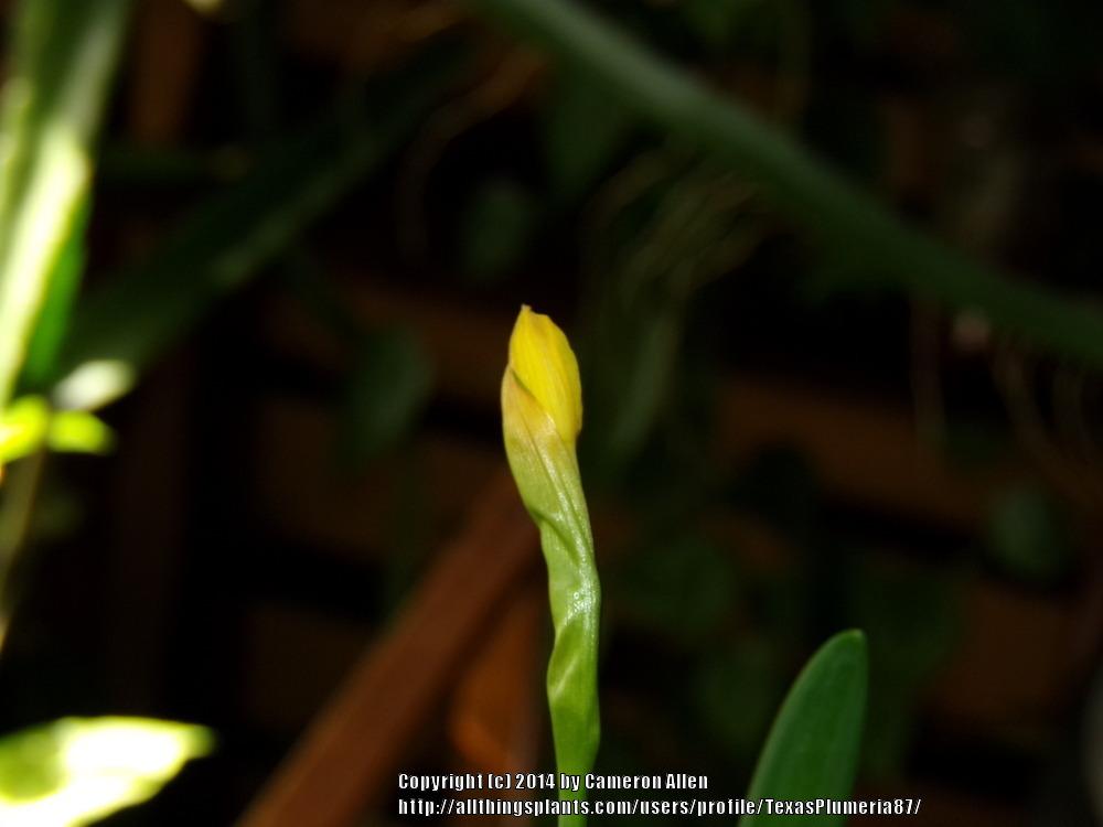 Photo of Daffodils (Narcissus) uploaded by TexasPlumeria87