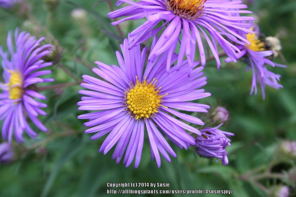 Photo of New England Aster (Symphyotrichum novae-angliae 'Purple Dome') uploaded by 4susiesjoy