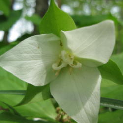 Location: Kentucky
Date: 2010-04-27
Trillium flexipes