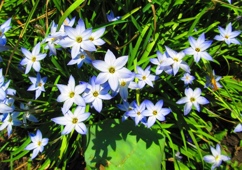 Photo of Spring Starflower (Ipheion uniflorum) uploaded by jmorth