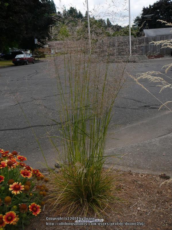 Photo of Tufted Hair Grass (Deschampsia cespitosa 'Northern Lights') uploaded by duane456