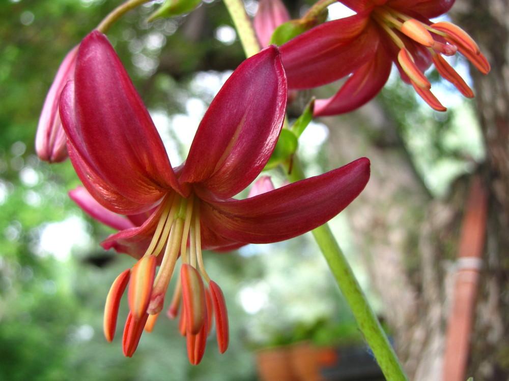Photo of Lilies (Lilium) uploaded by valleyrimgirl