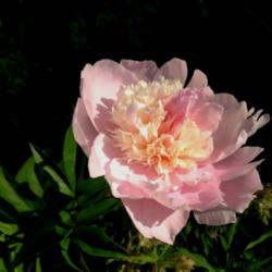 Location: in my Zone 2b yard near Brandon, Manitoba, Canada
Date: 2013-07-02
Newly opened flower.