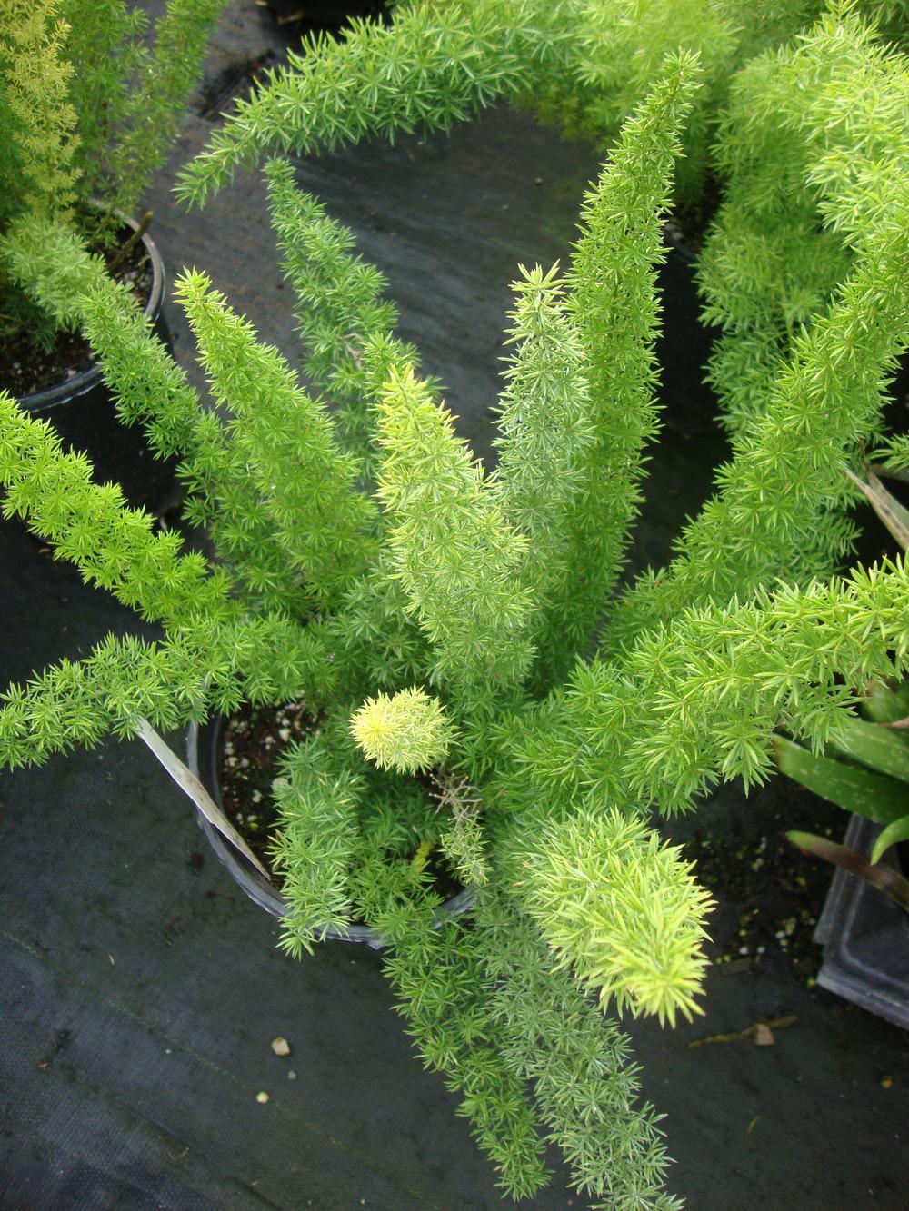 Photo of Foxtail Fern (Asparagus densiflorus 'Myers') uploaded by Paul2032