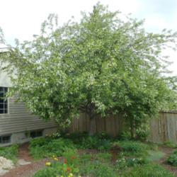 Location: My garden, Calgary, Alberta, Canada; zone 3.
Date: 2012-05-27