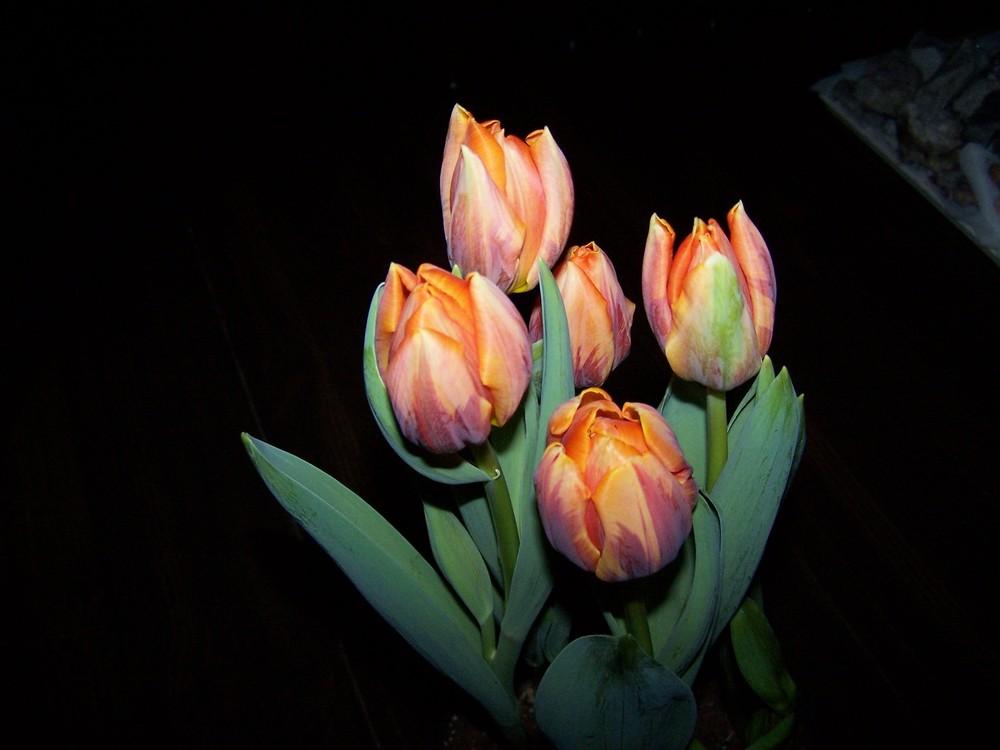 Photo of Triumph Tulip (Tulipa 'Prinses Irene') uploaded by jmorth