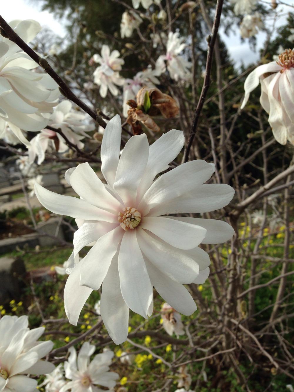 Photo of Star Magnolia (Magnolia stellata) uploaded by HamiltonSquare
