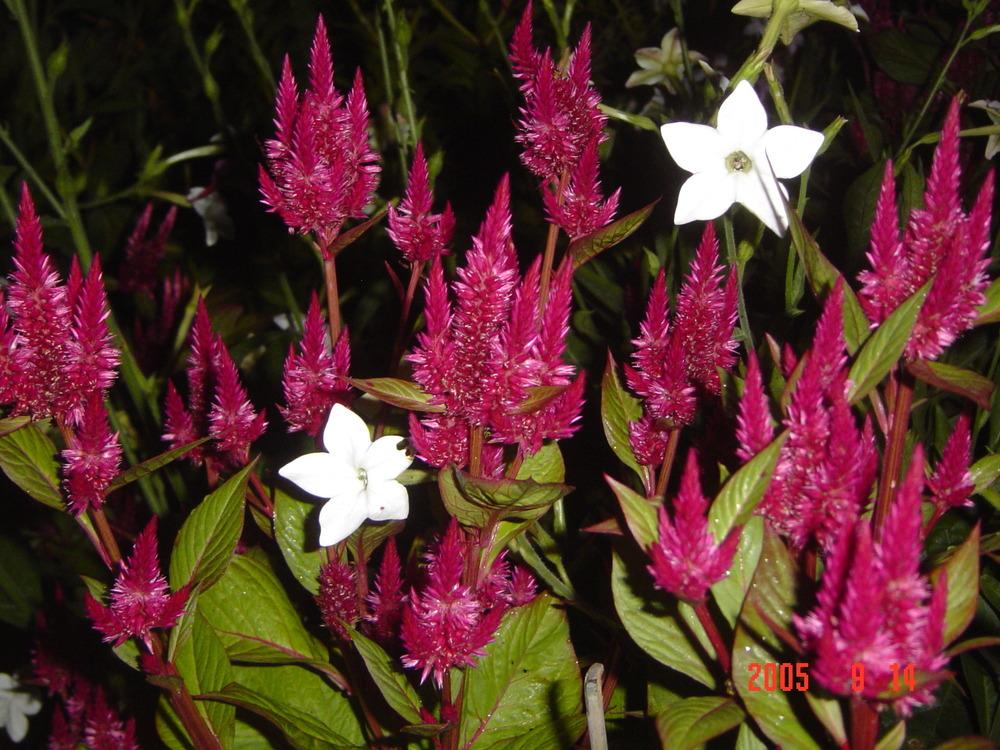 Photo of Celosia uploaded by jmorth