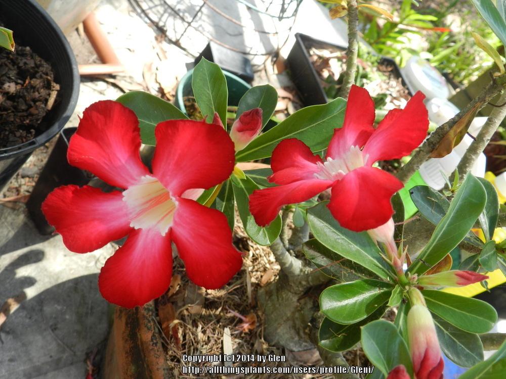 Photo of Desert Rose (Adenium obesum) uploaded by Gleni
