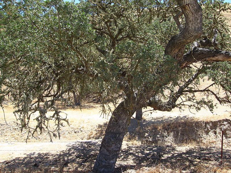 Photo of California Live Oak (Quercus agrifolia) uploaded by robertduval14