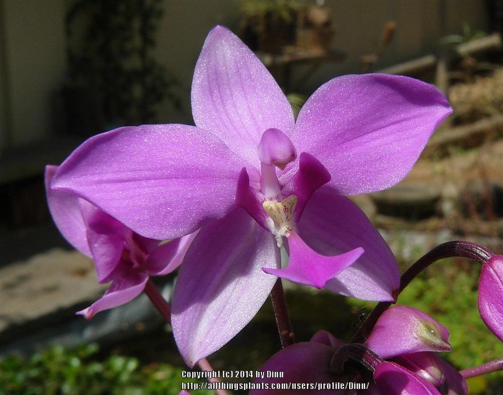 Photo of Philippine Ground Orchid (Spathoglottis plicata) uploaded by Dinu