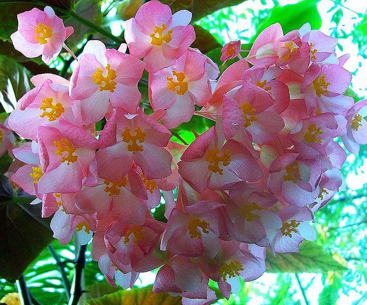 Photo of Cane Begonia (Begonia coccinea) uploaded by robertduval14