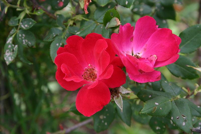 Photo of Rose (Rosa 'Knock Out') uploaded by robertduval14