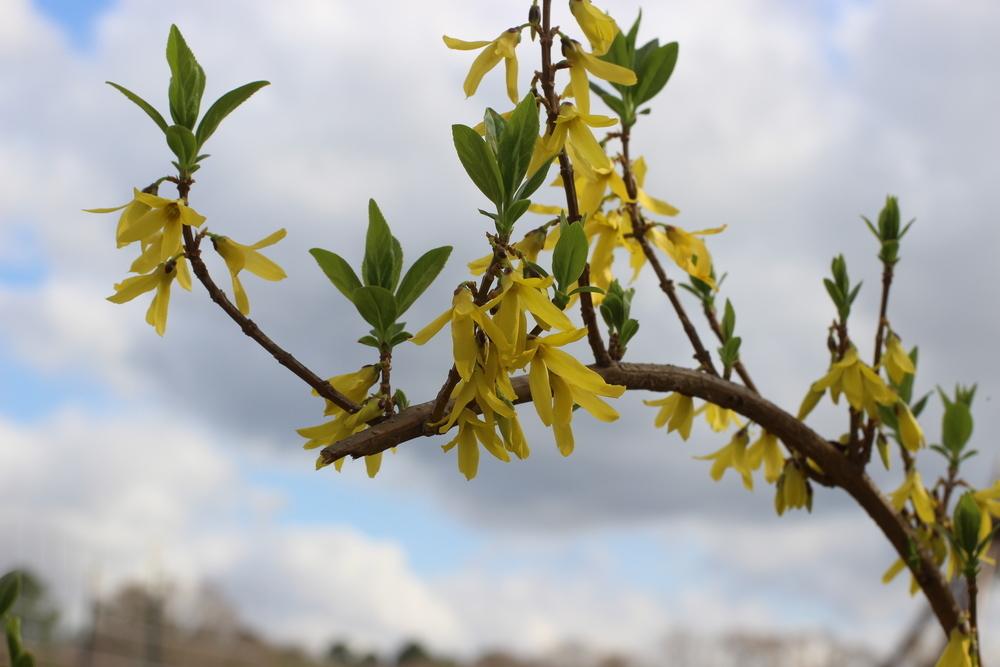 Photo of Forsythia uploaded by dave