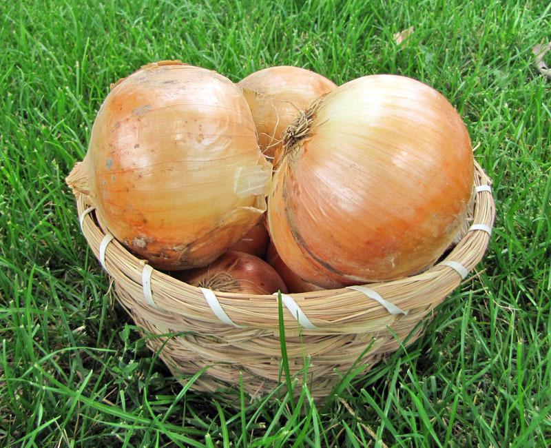 Photo of Garden Onion (Allium cepa 'Candy') uploaded by TBGDN