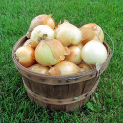 Onions growing guide