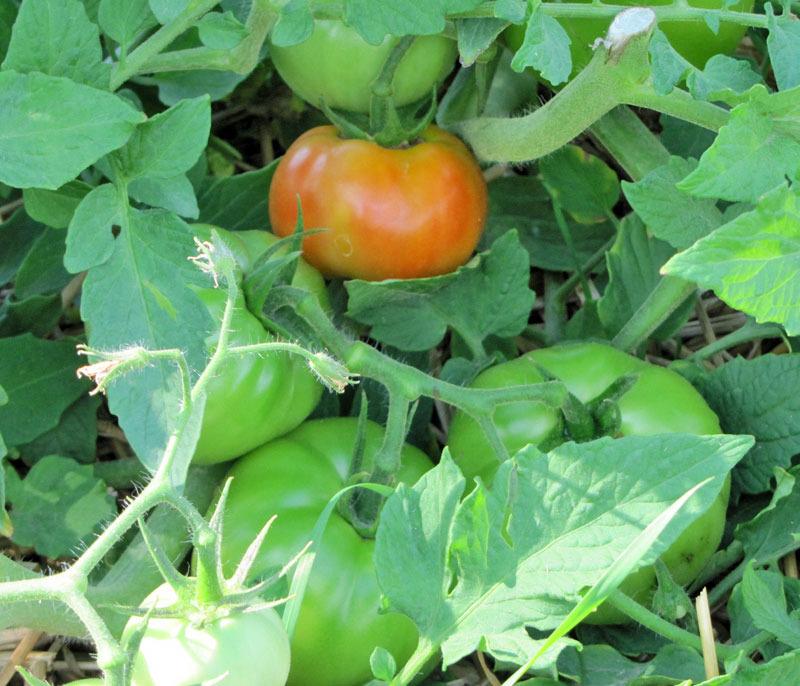 Photo of Tomato (Solanum lycopersicum 'Celebrity') uploaded by TBGDN