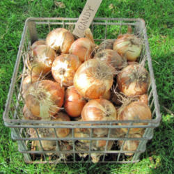 Location: My Gardens
Date: August 9, 2011
Harvested Bulbs Drying In Crate
