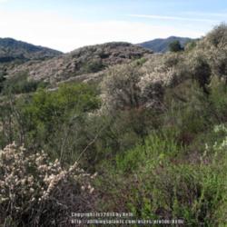 Location: Santa Monica Mountains National Recreation Area, California
Date: 2013-03-02