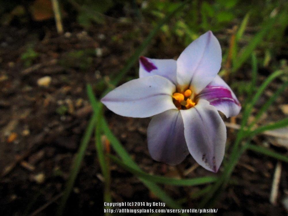 Photo of Spring Starflower (Ipheion uniflorum) uploaded by piksihk