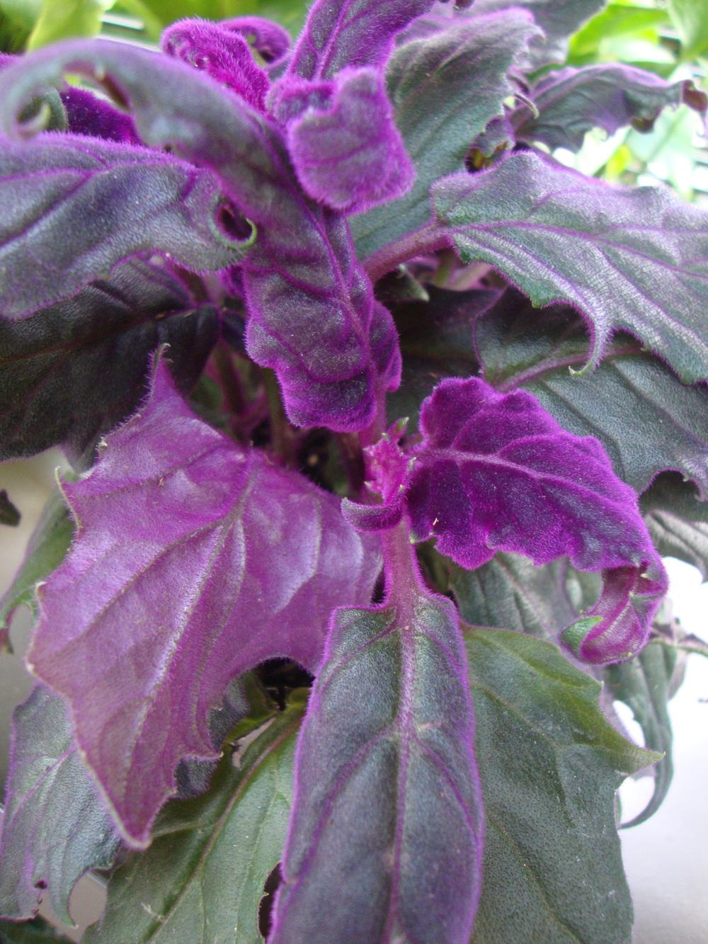 Photo of Purple Velvet Plant (Gynura aurantiaca 'Purple Passion') uploaded by Paul2032