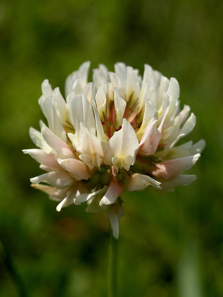 Photo of White Clover (Trifolium repens) uploaded by robertduval14