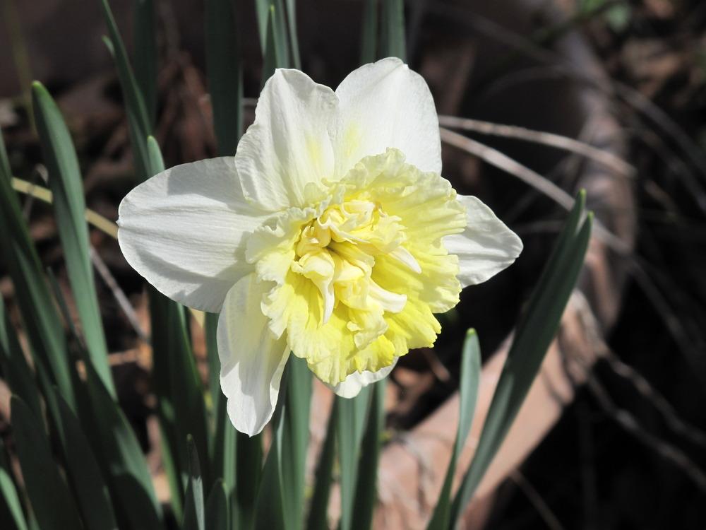 Photo of Daffodils (Narcissus) uploaded by rocklady
