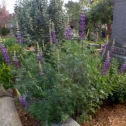 Location: Hamilton Square perennial garden Historic City Cemetery, Sacramento CA.
Date: 2014-03-14