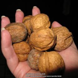 Location: Santa Monica Mountains National Recreation Area, California
Date: 2011-10-28
Slightly smaller nuts from a tree growing wild