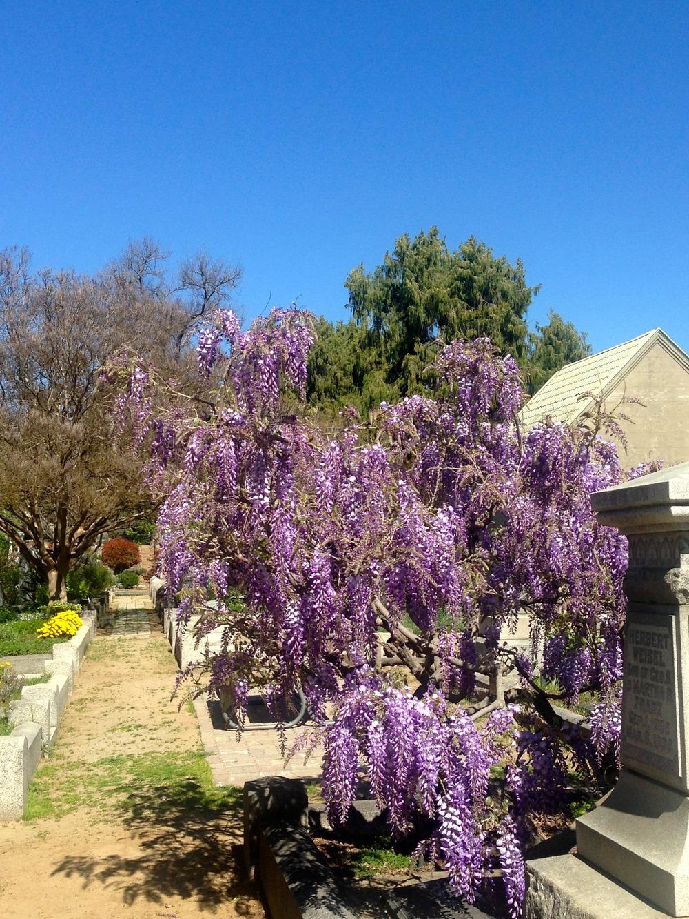 Photo of Chinese Wisteria (Wisteria sinensis) uploaded by HamiltonSquare