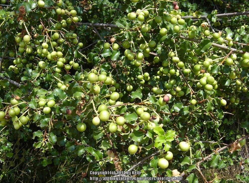 Photo of Hollyleaf cherry (Prunus ilicifolia) uploaded by Kelli