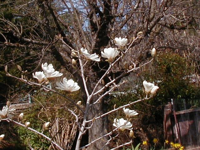 Photo of Star Magnolia (Magnolia stellata) uploaded by RoseBlush1