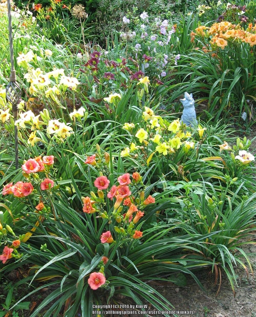 Photo of Daylilies (Hemerocallis) uploaded by kimkats