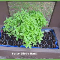 Location: Sebastian, Florida
Date: 2014-03-23
A Basil starter plant that I am trying to grow in a small vertica