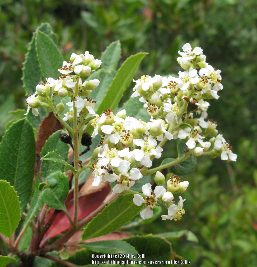 Photo of Toyon (Heteromeles arbutifolia) uploaded by Kelli