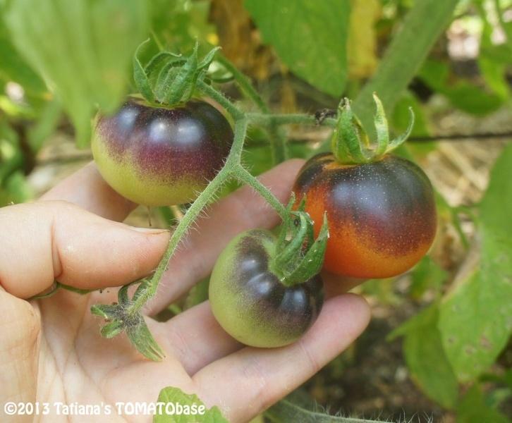 Photo of Tomato (Solanum lycopersicum 'Indigo Apple') uploaded by SongofJoy