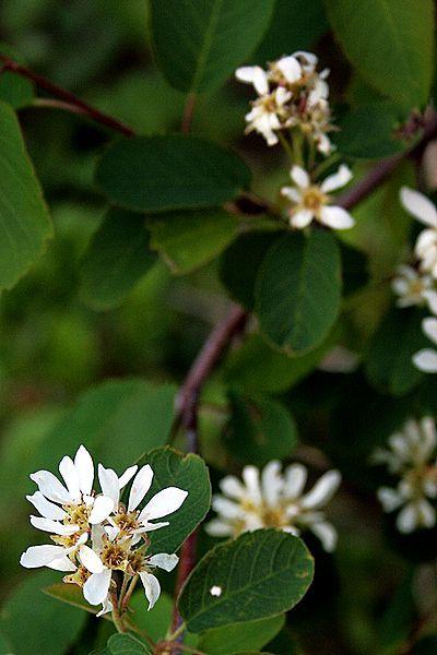 Photo of Serviceberry (Amelanchier alnifolia) uploaded by robertduval14