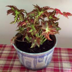 Location: Northern Virginia
Date: March, 2014
Young eyelash begonia grown as houseplant. Easy to grow.