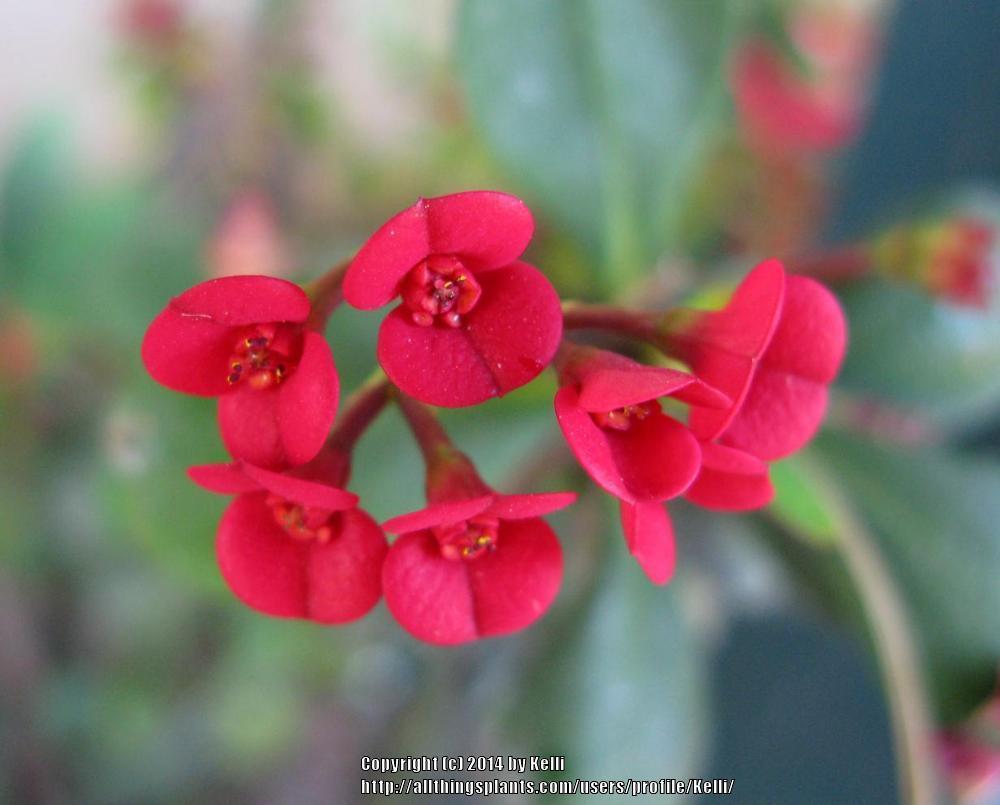 Photo of Crown of Thorns (Euphorbia milii) uploaded by Kelli