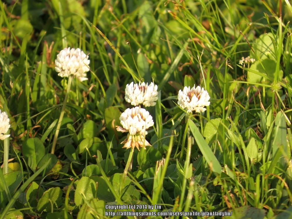 Photo of White Clover (Trifolium repens) uploaded by plantladylin